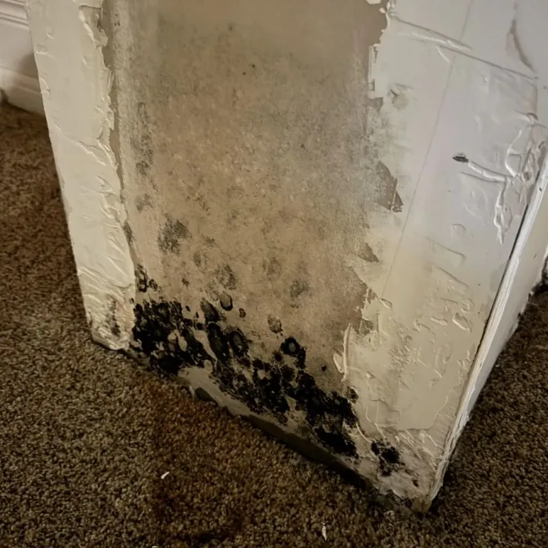 Professional Mold Removal in Strafford, NH